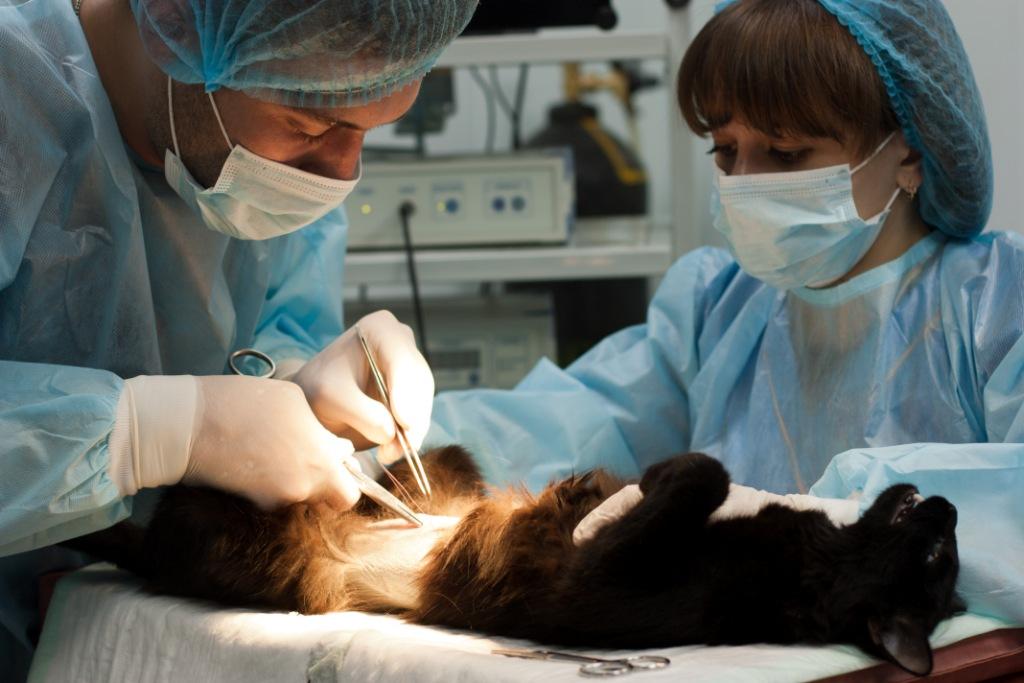 Оперативная хирургия с топографической анатомией (36.05.01 - Ветеринария)