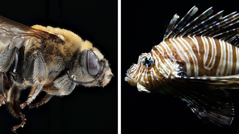 Болезни пчёл и рыб (36.05.01 - Ветеринария)