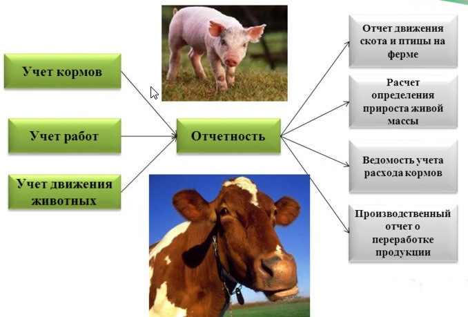 Инновационные методы учета и оценки сельскохозяйственных животных