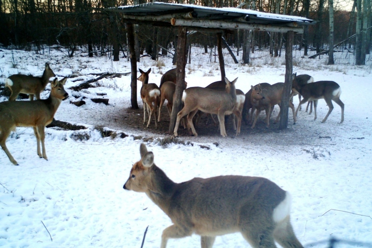 Организация охотничьего хозяйства и рациональное использование природных ресурсов