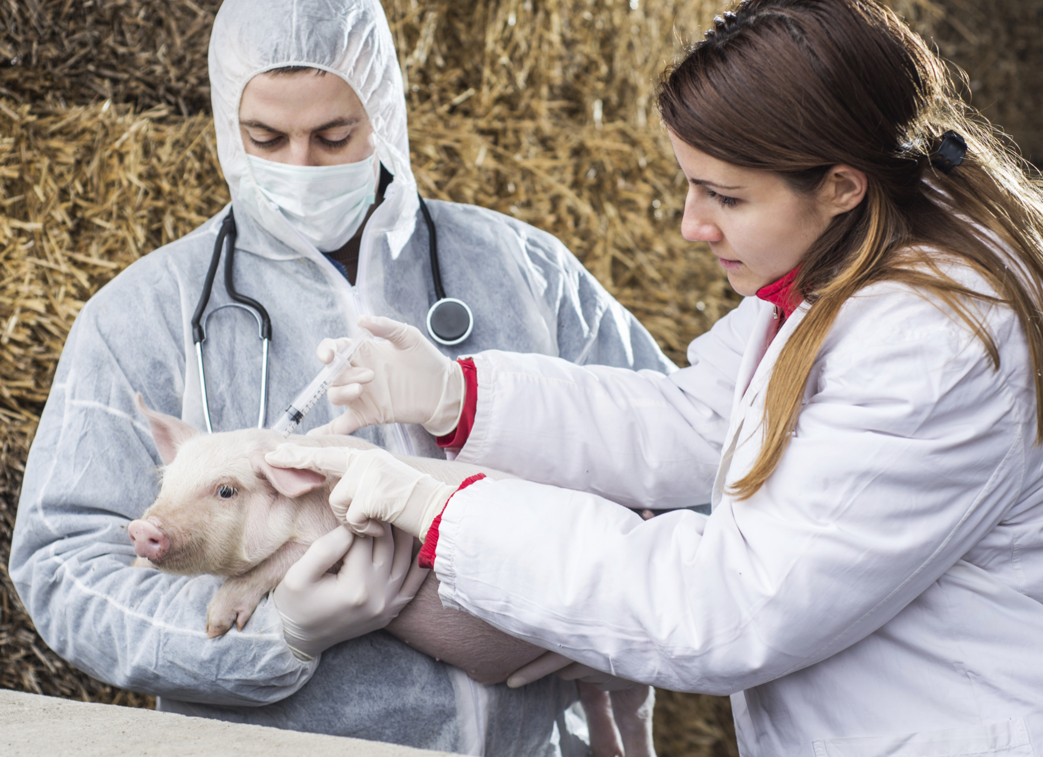 Основы диагностики и лечения болезней сельскохозяйственных животных
