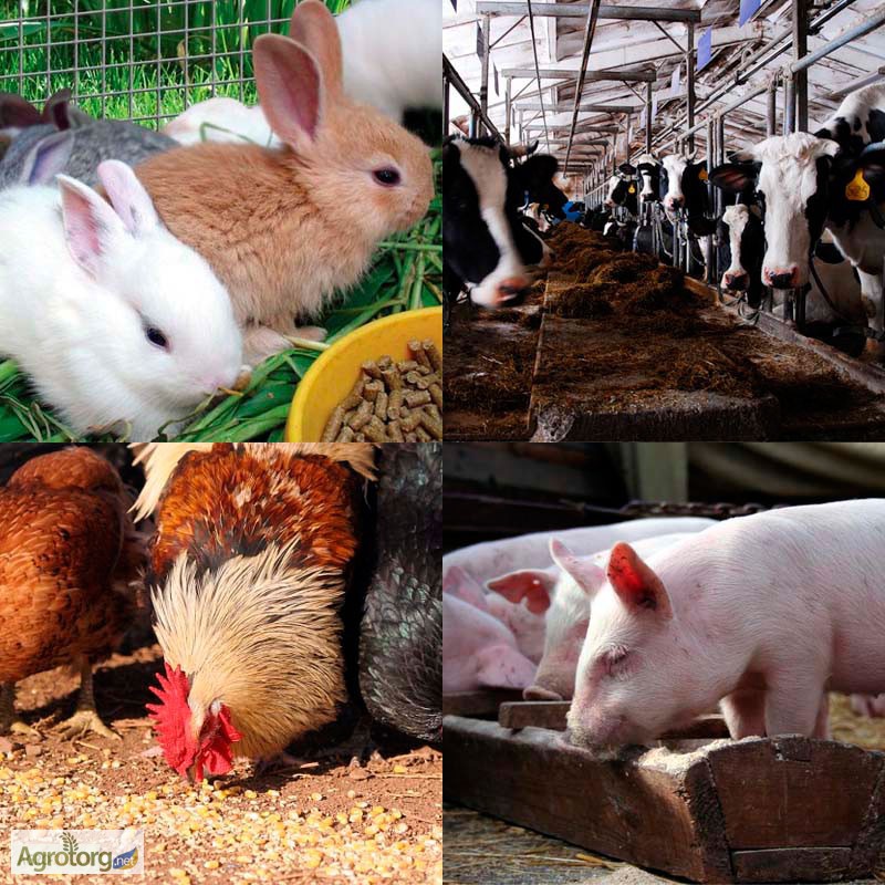 Кормление сельскохозяйственных животных и технология кормов (35.03.07 Технология производства и переработки сельскохозяйственной продукции)